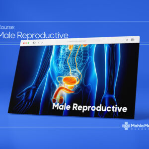 ریپروداکتیو مردان استپ2|Male Reproductive Step2